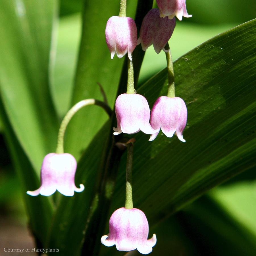 Convallaria majalis v. rosea, Pink Lily of the Valley