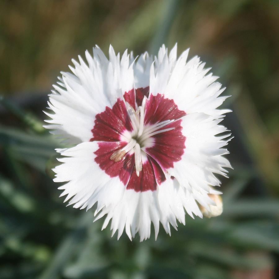 Dianthus Stargazer