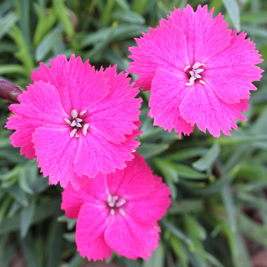 Dianthus Vivid Bright Lights