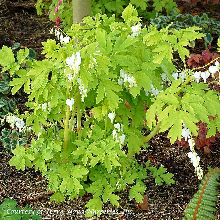 Dicentra spectabilis White Gold