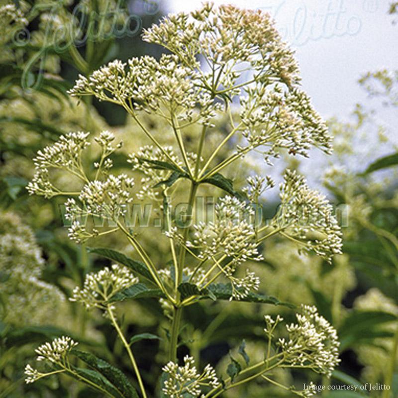 Eupatorium fistulosum Ivory Towers