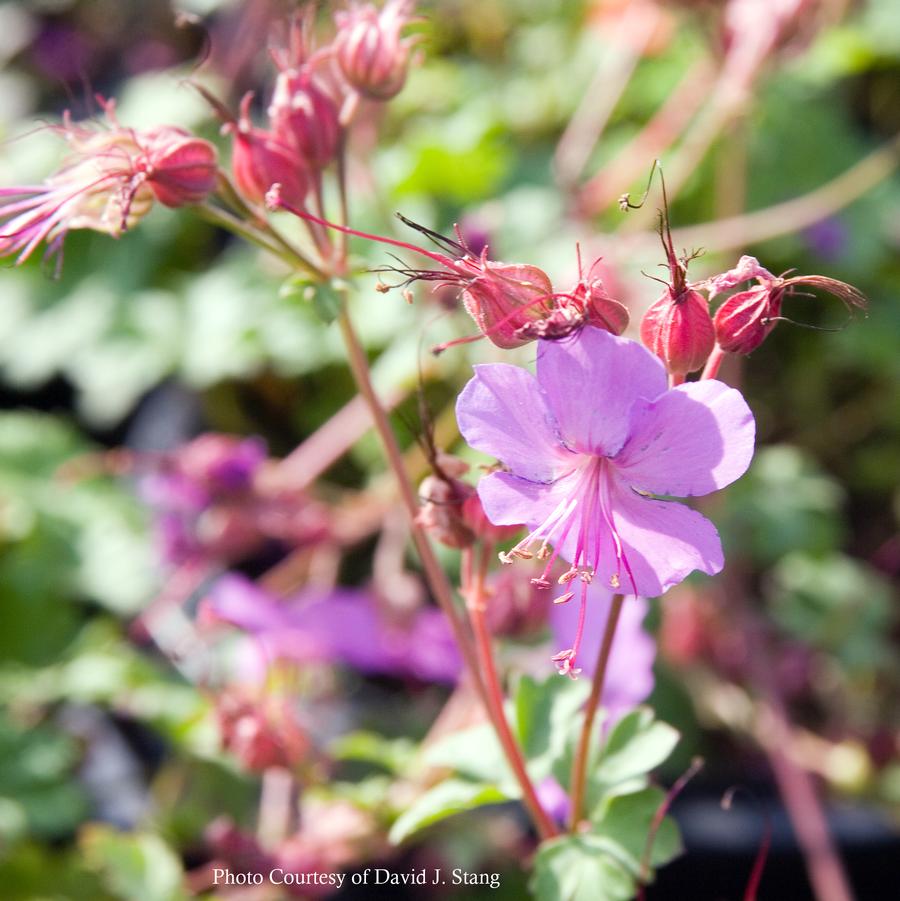 Geranium macultaum Espresso