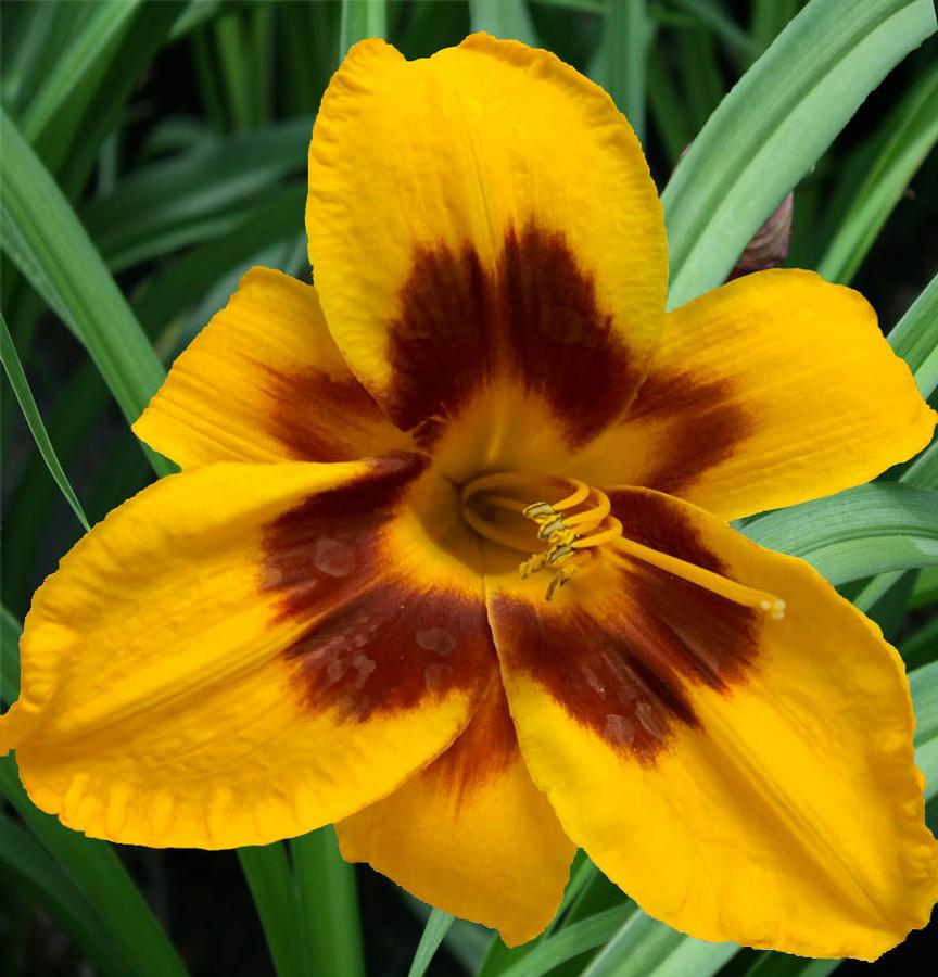 Hemerocallis Almost Fooled Me