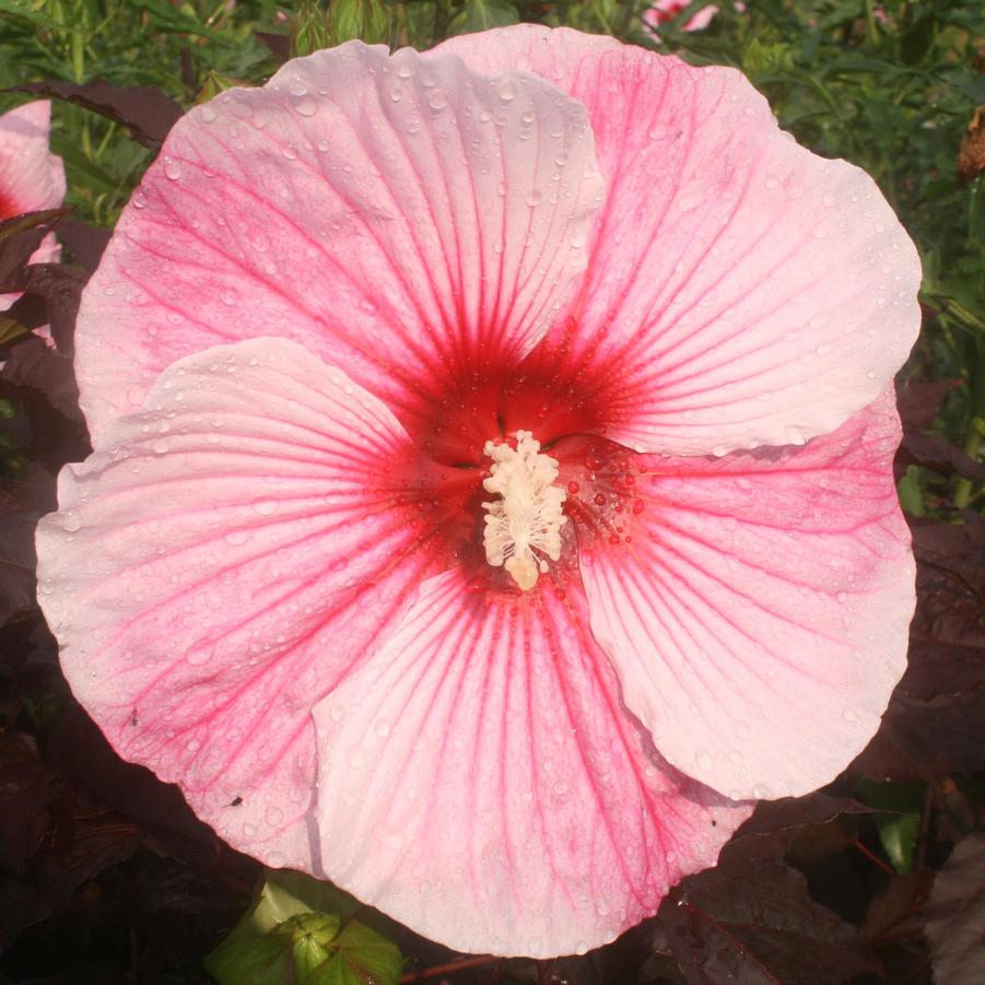 Hibiscus Starry Night