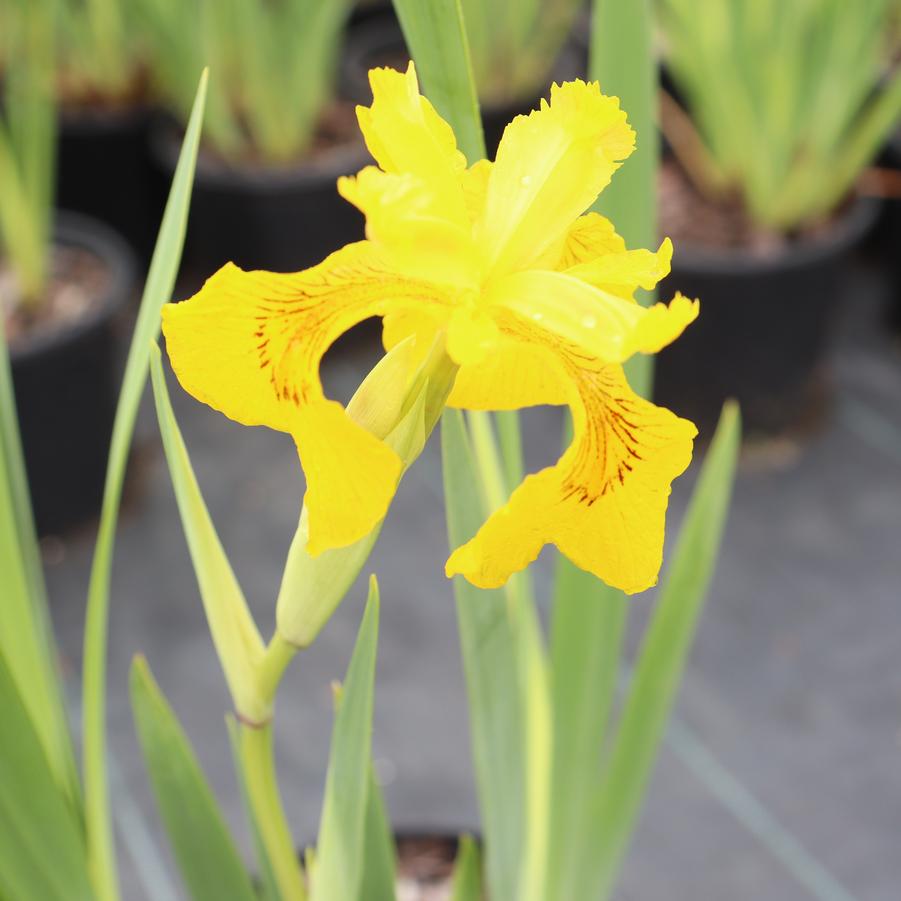 Iris pseudacorus Variegata