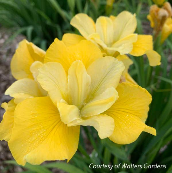 Iris sibirica Sunfisher