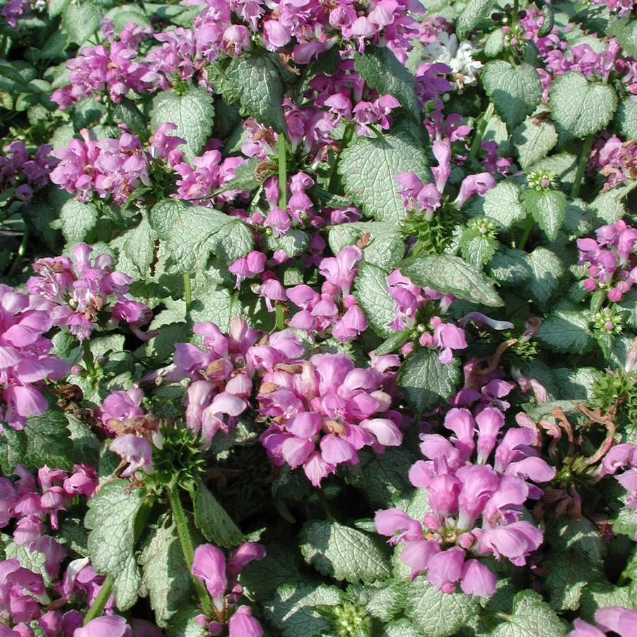 Lamium maculatum Orchid Frost