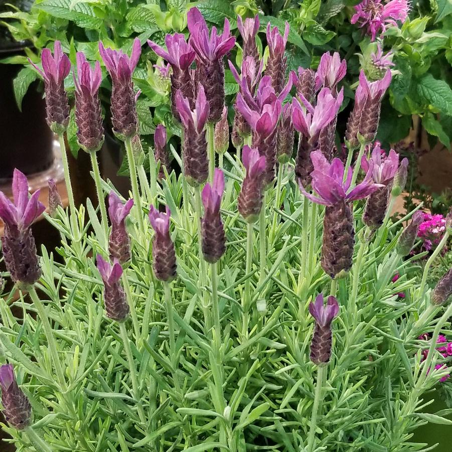 Lavandula stoechas Primavera