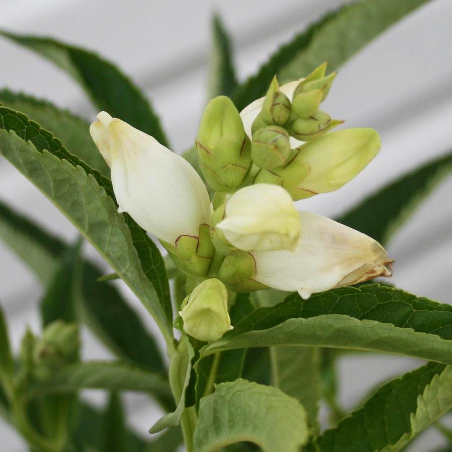 Chelone obliqua Alba