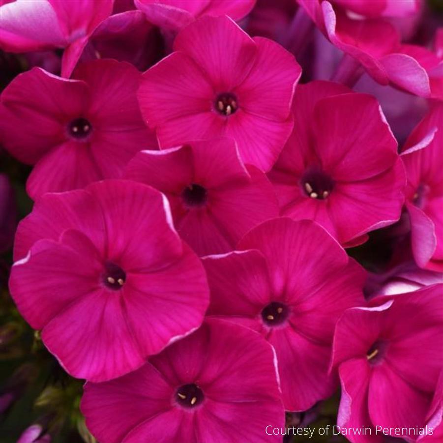 Phlox paniculata Super Ka-Pow Fuschia