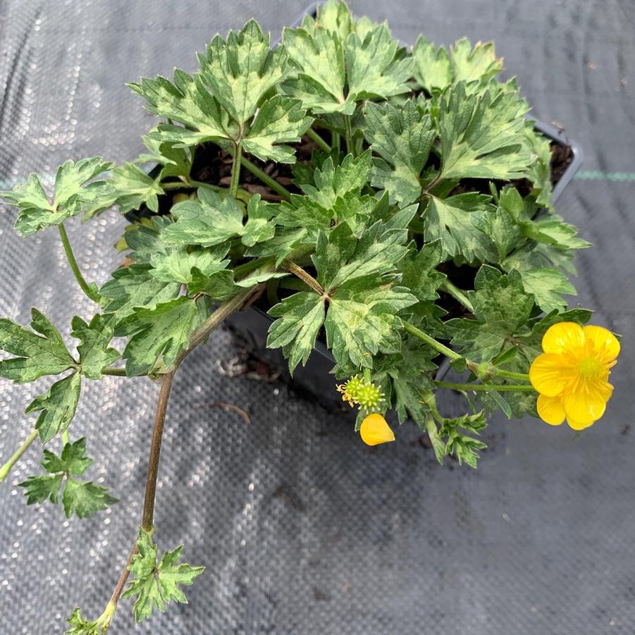 Ranunculus repens 'Buttered Popcorn' Buttercup from Sandy's Plants