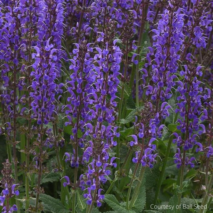 Salvia nemorosa Blue by You