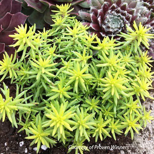 Sedum rupestre Sunsparkler Angelina's Teacup