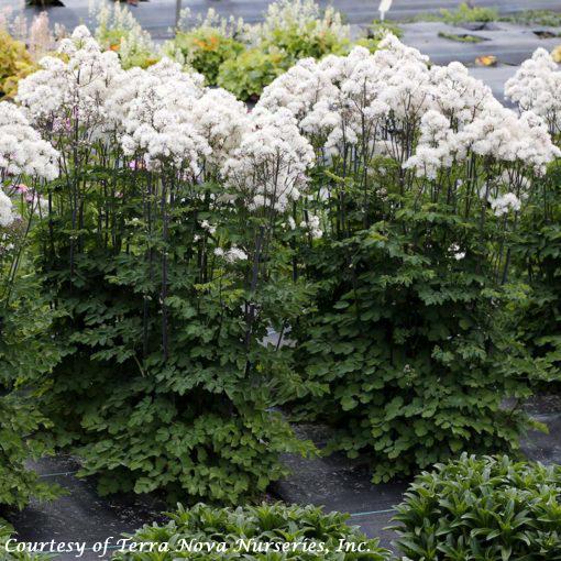 Thalictrum aquilegifolium Nimbus White