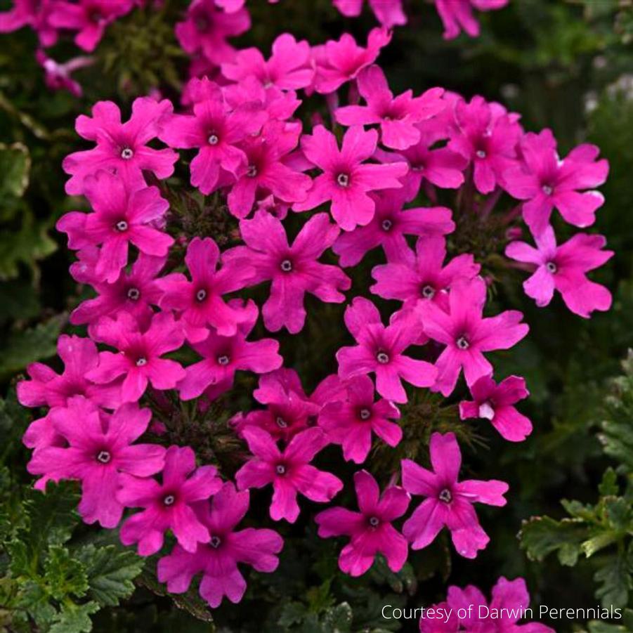 Verbena canadensis Homestead Hot Pink