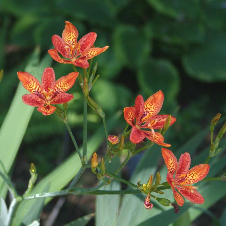 Belamcanda chinensis 