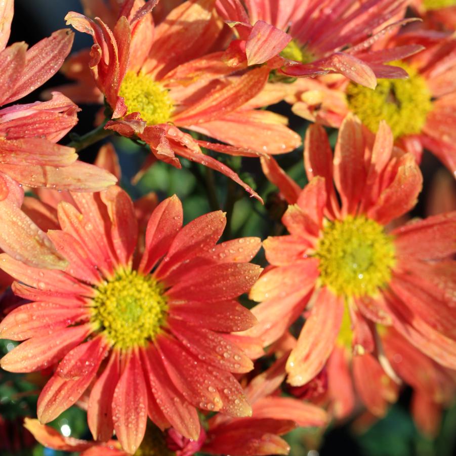 Chrysanthemum (Dendranthema) Campfire Glow