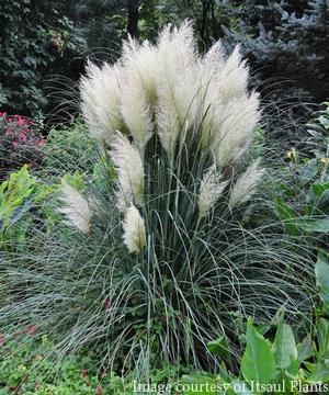 Cortaderia selloana Blue Bayou