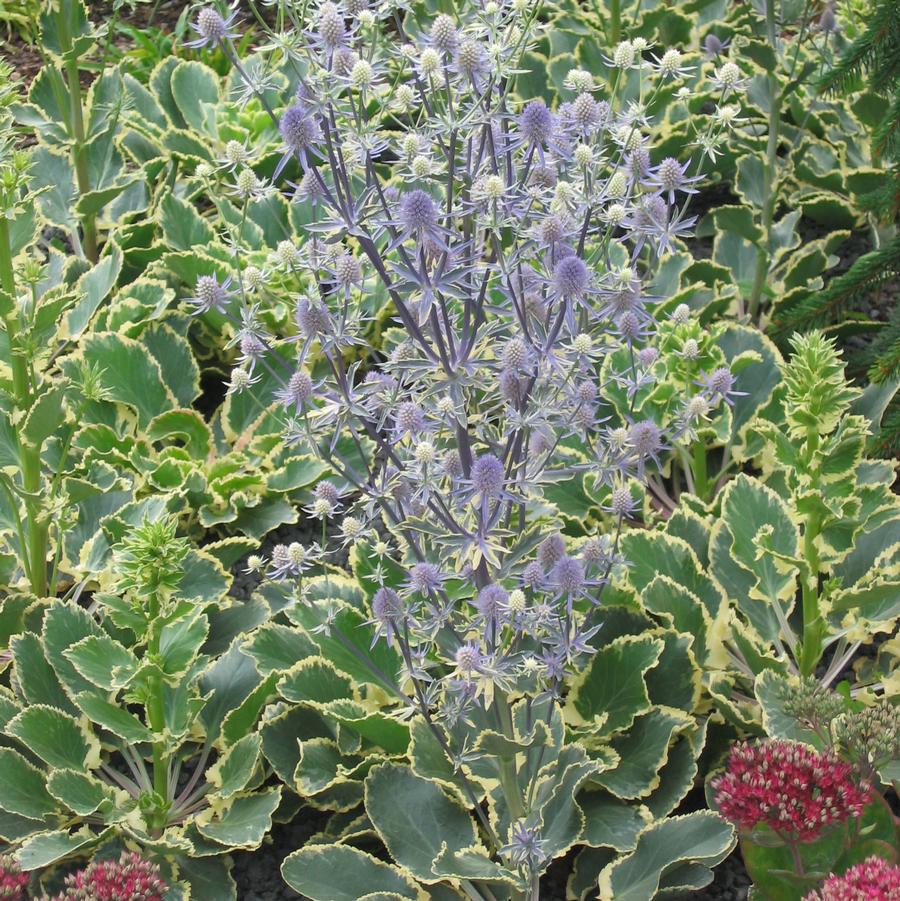 Eryngium 'Jade Frost' Sea Holly from Sandy's Plants