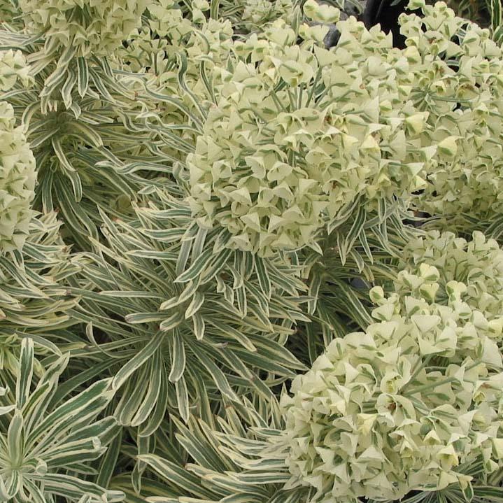 Euphorbia characias Tasmanian Tiger