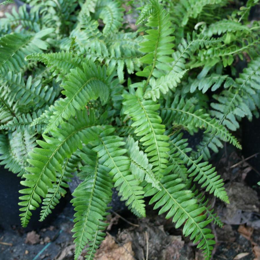 Polystichum munitum 