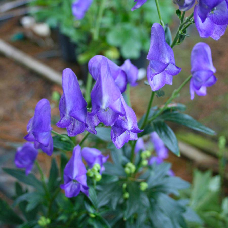 Aconitum carmichaelii Arendsii