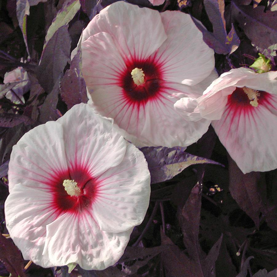 Hibiscus moscheutos Kopper King