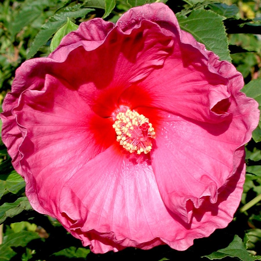 Hibiscus moscheutos Fantasia