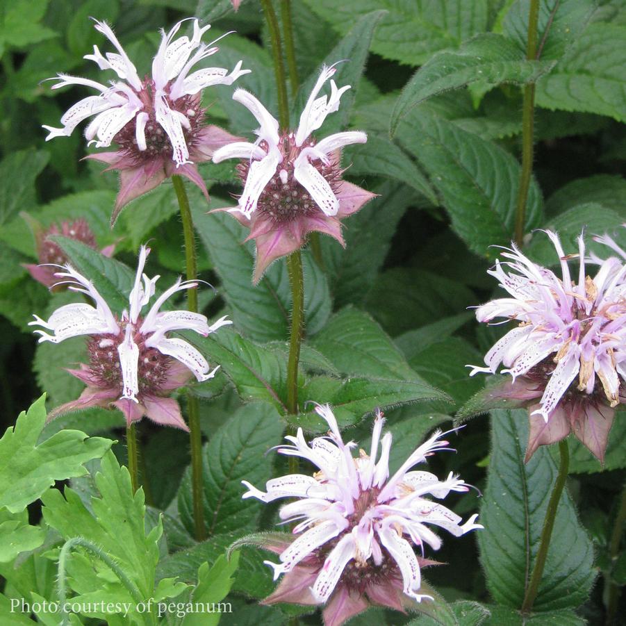 Monarda bradburiana 