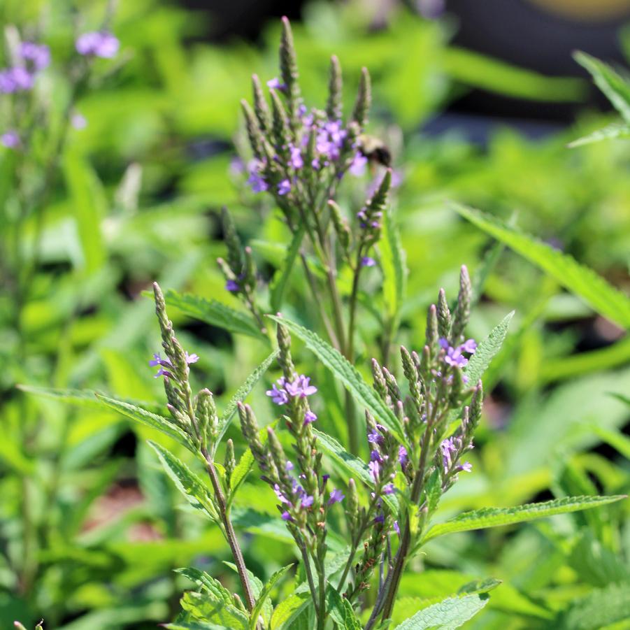 Verbena hastata 