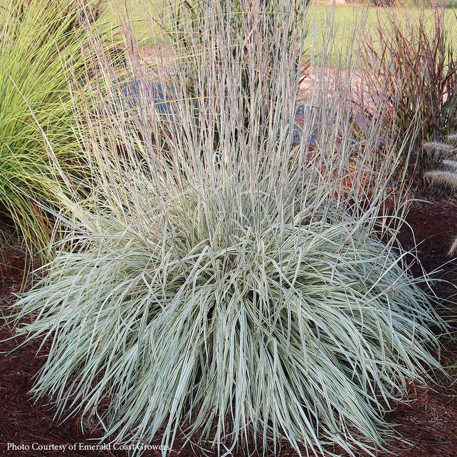 Schizachyrium scoparium Shining Star