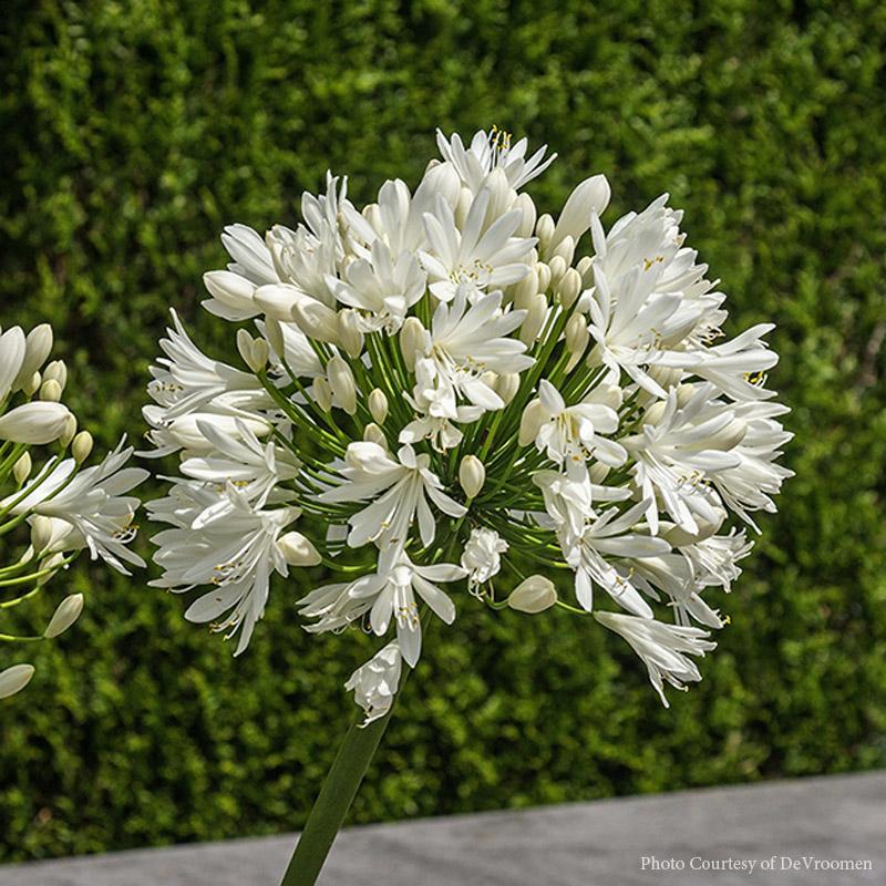 Agapanthus White Superior