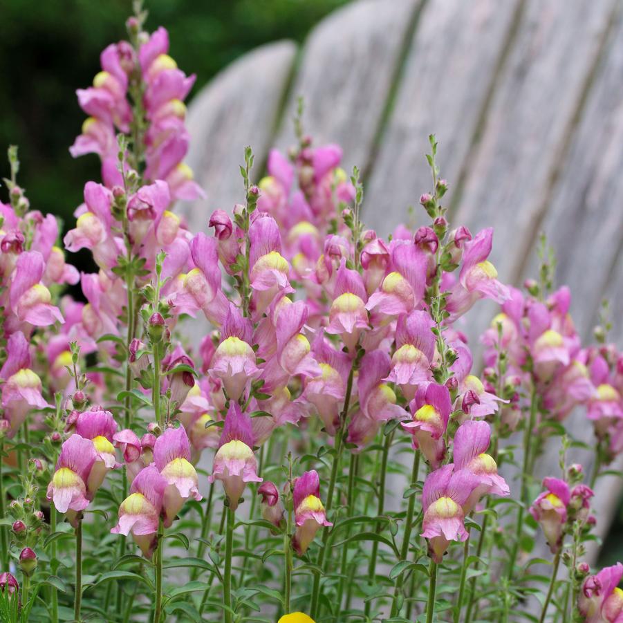 Antirrhinum hispanicum 