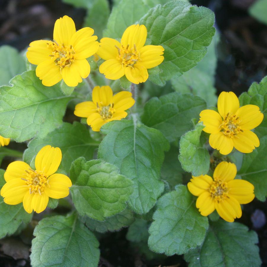 Chrysogonum virginianum var. australe 