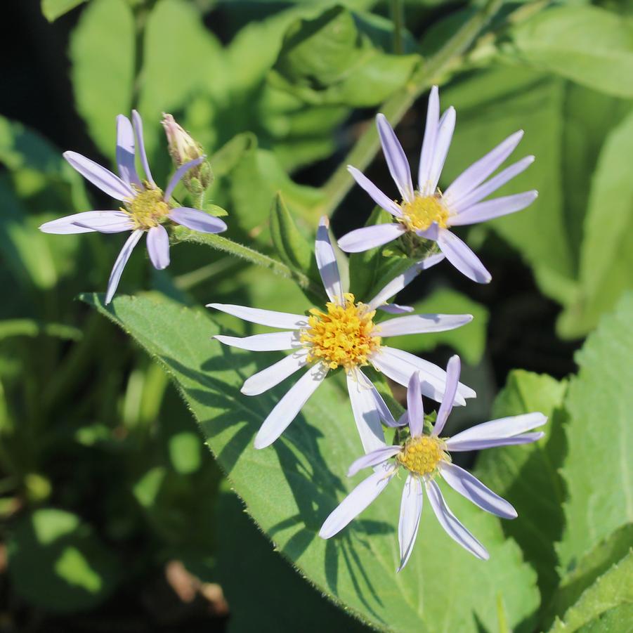 Aster (Symphyotrichum) macrophyllus Twilight