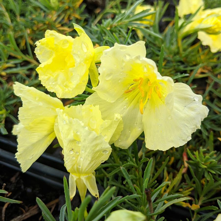 Calylophus berlandieri Butter Cream