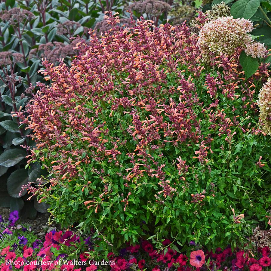 Agastache Peachie Keen