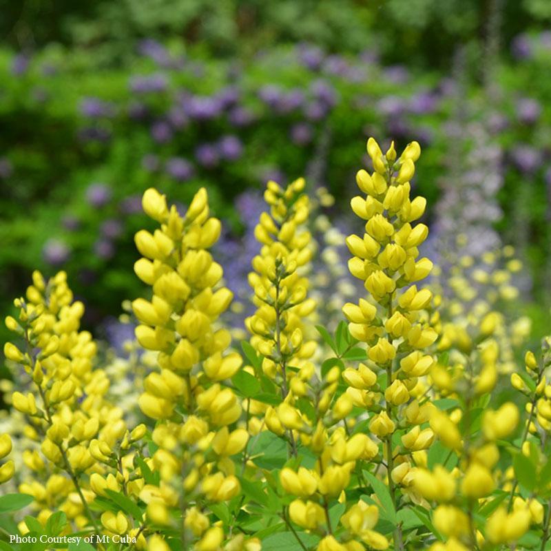 Baptisia Sunny Morning