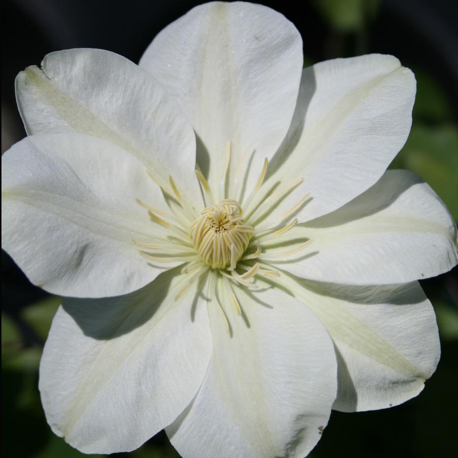 Clematis Guernsey Cream