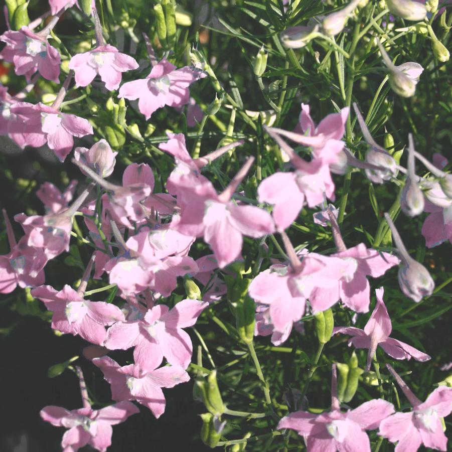 Delphinium grandiflorum Summer Morning