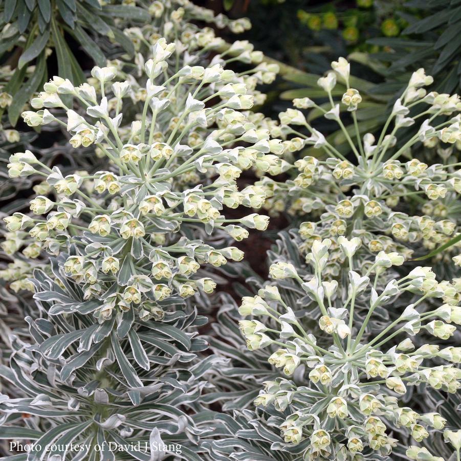 Euphorbia characias Glacier Blue