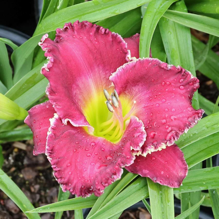 Hemerocallis Bettylen