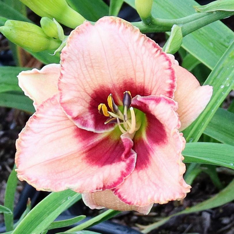 Hemerocallis Lies and Lipstick