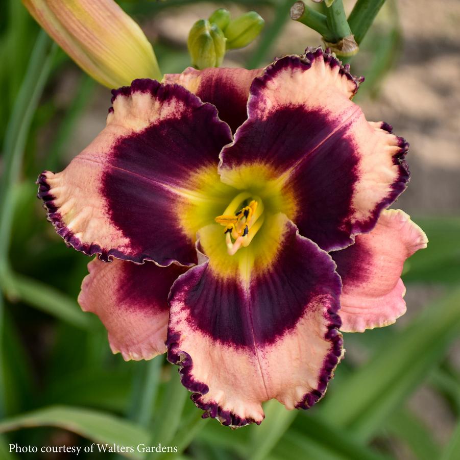 Hemerocallis Rock Solid