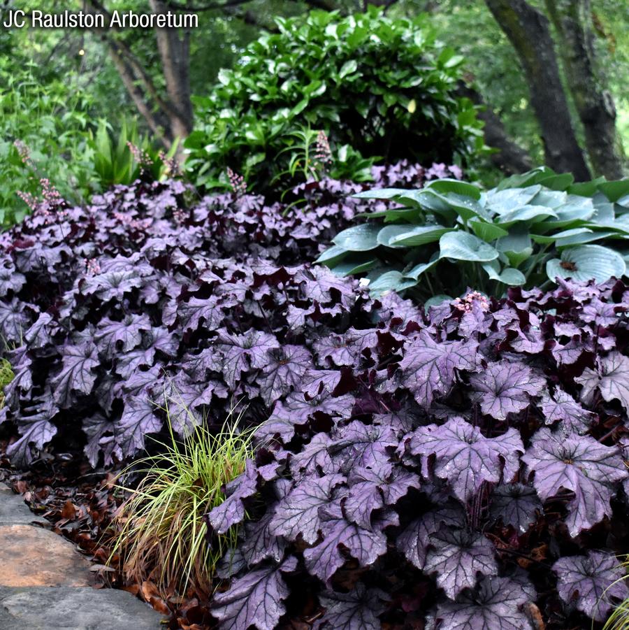 Heuchera villosa Grande Amethyst