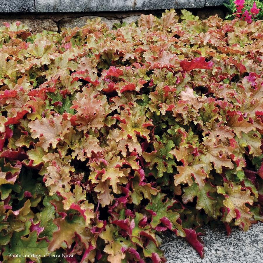 Heuchera 'Marmalade' Coral Bells from Sandy's Plants