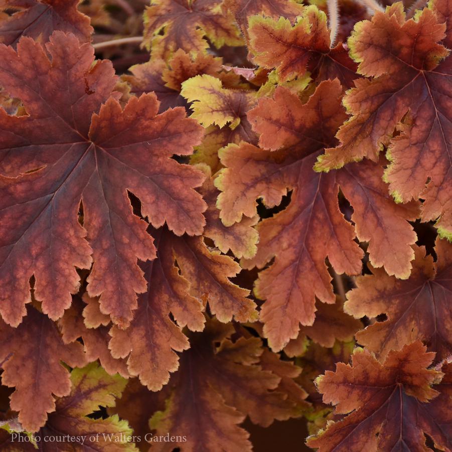 Heucherella Copper King