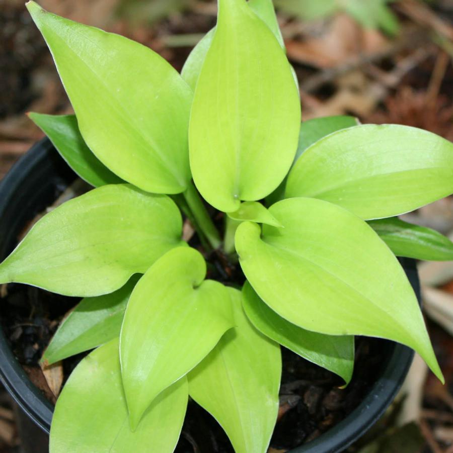 Hosta Appletini