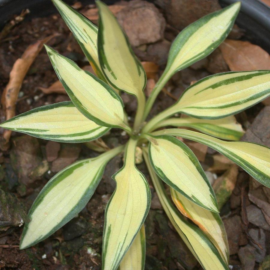 Hosta Hideout