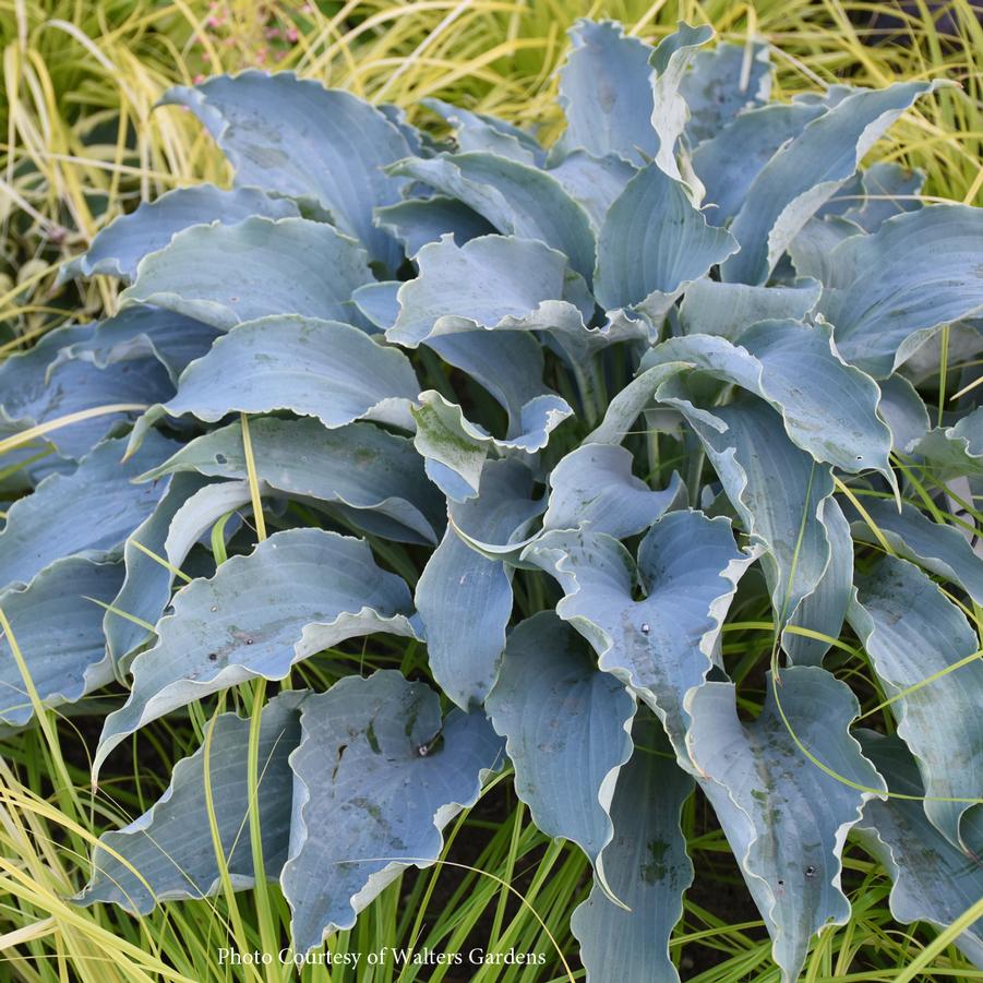 Hosta Tears in Heaven